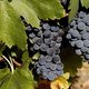 Charmante wijnboer in de Provence