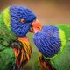 De papegaaien geven elkaar een innige kus. Ontwapenend, dat spel van krom­snavels en kurkdroge ­lederen tongetjes