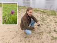 Ecoloog Michiel Poolman op een van de vele zandafzettingen die het hoogwater afgelopen winter achterliet langs de Vecht bij Zwolle. ,,Erg benieuwd wat hier op gaat groeien.'' De uiterst zeldzame kievitsbloem (inzet) wellicht?