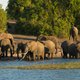 Beide soorten Afrikaanse olifant bedreigd door stroperij en verdwijning leefgebied