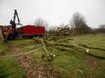 Dinsdag werden drie bomen gekapt bij 't Wasven. Het kort geding tegen de voorgenomen kap moest toen nog plaatsvinden.