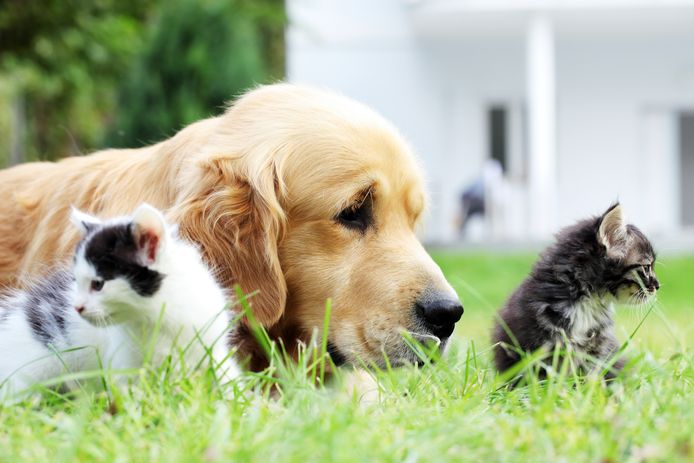 Chats En Coma Ethylique Chiens Brules A La Javel Des Veterinaires Alertent Contre La Desinfection Des Animaux Monde 7sur7 Be