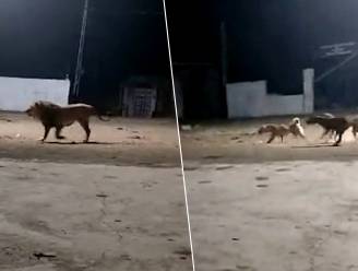 Dappere roedel straathonden verjaagt rovende leeuw uit dorpje in India