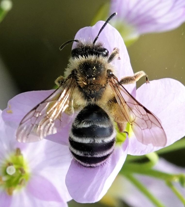 Bijen hebben mijn tuin ontdekt, plant een wilde bloem en je krijgt de