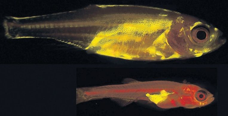 Studieobject: de zebravis lijkt qua genetica en ontwikkeling erg op de mens. Beeld  