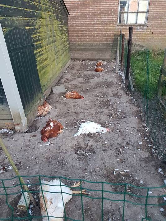 Gaan Bloedmijten In Het Kippenhok Dood Door De Vrieskou In De Winter