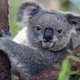 Dorstige koala vraagt wielrenner om een slokje water
