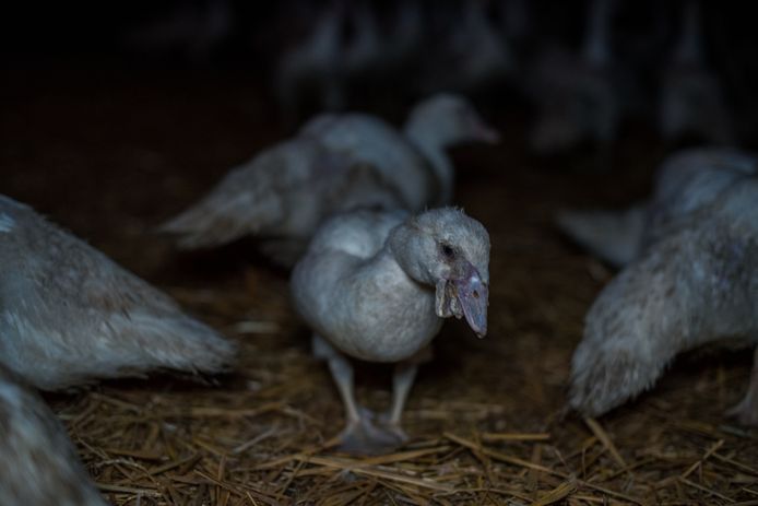 Gaïa attaque la Région wallonne en justice concernant la pratique du gavage  des oies et des canards pour la production de foie gras 