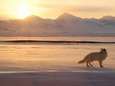 Wetenschappers versteld: poolvos loopt in recordtijd van Noorwegen naar Canada