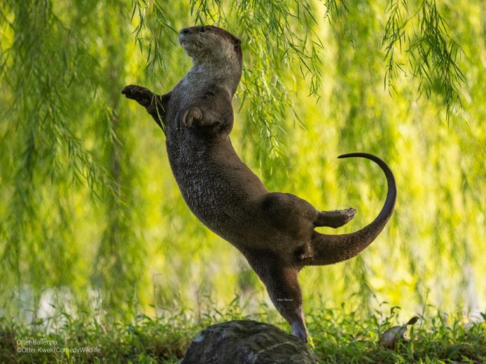 "Otter ballerina" He became the winner in the underwater category.