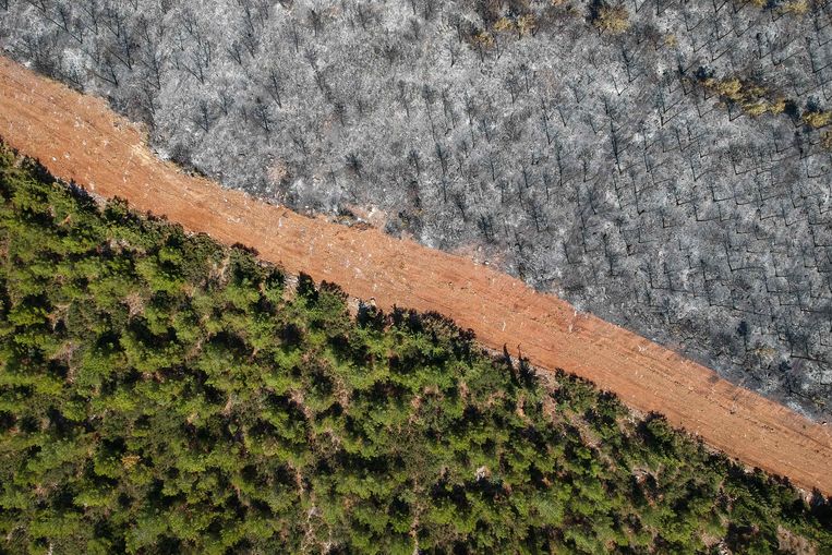 Een weg scheidt de afgebrande bomen van degenen die het inferno hebben overleefd in bij Mugla, Turkije.  Beeld AFP