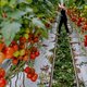 Nederlandse groente-export voelt Russische boycot nu al