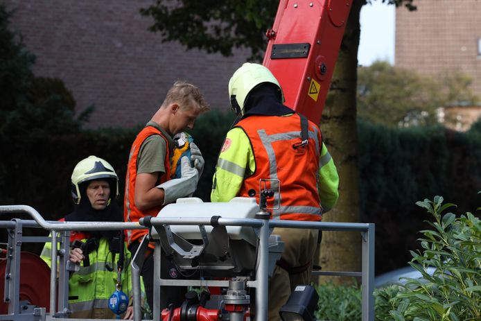 De brandweer schoot met een hoogwerker te hulp om de ara uit de boom te bevrijden.