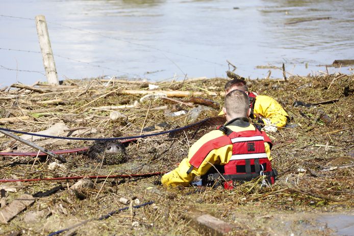 Manschappen Hayco Croijmans (r) en Harold van Thiel van de brandweer proberen Leonarda 12 uit het water te krijgen.