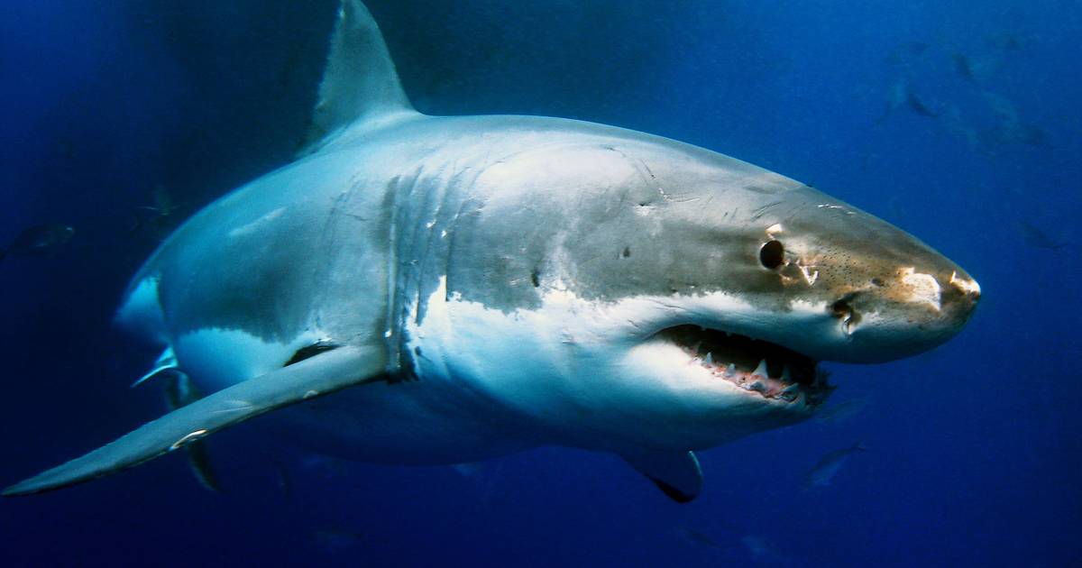 В ЮАР белая акула убила 39-летнего пловца |  За рубежом