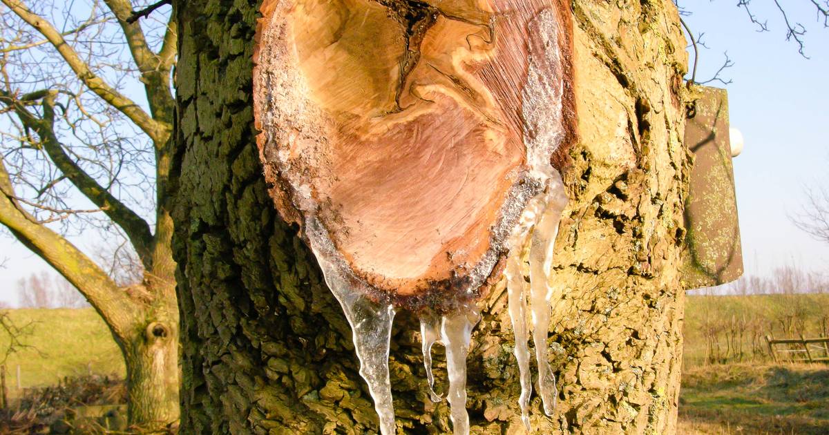 Boom Legt Zelf Pleister Op Een Wond | Natuurrubriek Gerrit Jansen |  Gelderlander.Nl