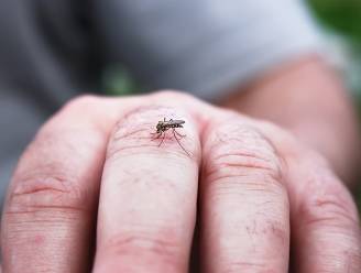 Wetenschap werkt aan muggen die niet meer steken: "Geen beet, geen ziekte"