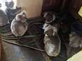 Foto van koala’s die na hun redding bekomen in woning, laat niemand onberoerd