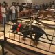 Guggenheim haalt controversiële kunstwerken met dieren weg na bedreigingen