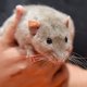 Rat ziet soortgenoot liever niet lijden