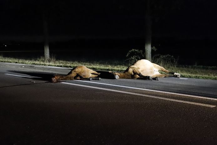 Drie losgebroken pony's zijn omgekomen na een aanrijding op de N264 bij Haps.