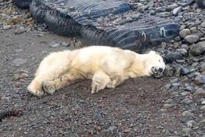 Rare polar bear ends up in Iceland, is shot dead: “Not something we like to do”