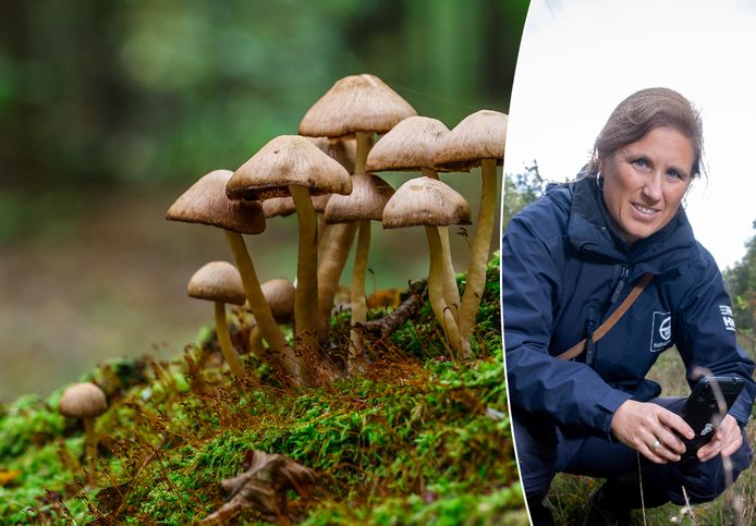 Hoe giftig zijn de paddenstoelen die je tegenkomt in het bos of in je tuin? Paddenstoelexperte Rosanne Steenman van Natuurpunt legt uit.