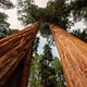 Het grootste sequoiabos buiten Californië komt naar Ierland