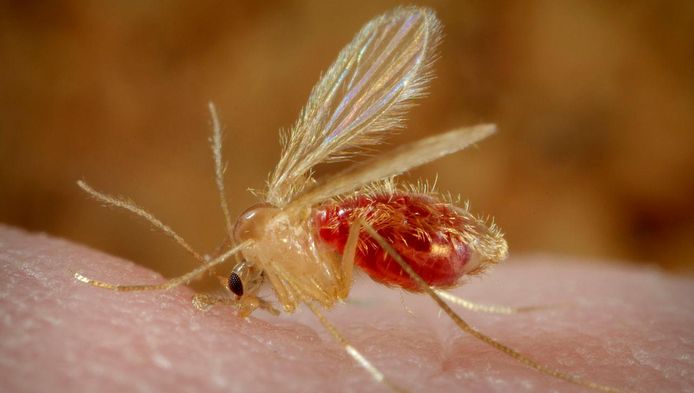Leishmaniasis wordt overgedragen door een beet van de zandvlieg.