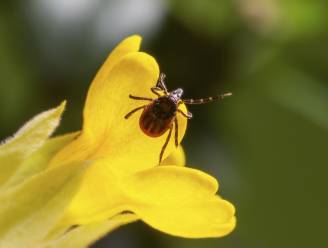 Teken weer actiever: “Verklein het risico op ziekte van Lyme met de tekencheck”
