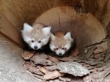 Eindelijk tijd voor beschuit met muisjes in DierenPark Amersfoort: geslacht rode panda’s bekend