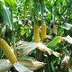 Frans parlement verbiedt genetisch gemodificeerde maïs
