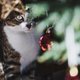 Let op: sappen en naalden kerstboom giftig voor huisdier