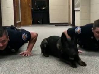 Schattig: enthousiaste politiehond doet push-ups met collega's