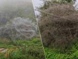 Gigantisch web slokt heuvel op, maar enge tafereel is niet het werk van spinnen