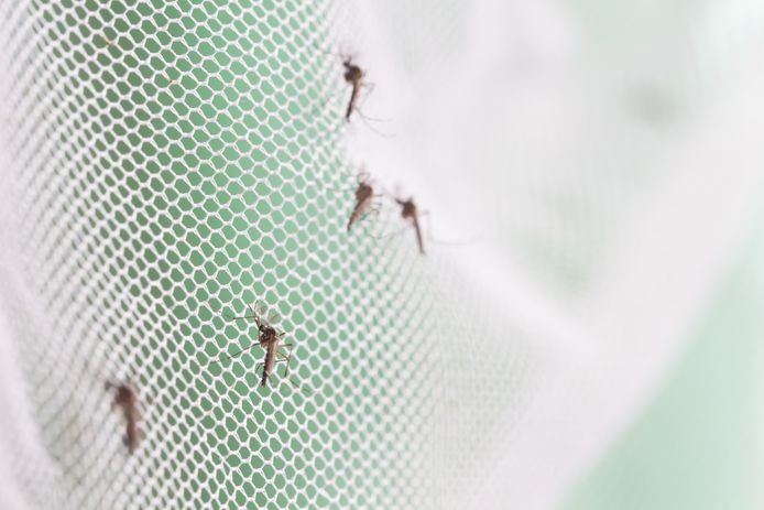 Horren voor muggen en ander (on)gedierte zijn niet aan te slepen.