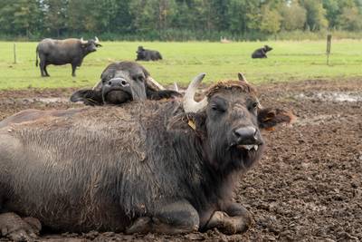 Geen koeien, maar robuuste waterbuffels bij boer Richard: ‘Ik moest ze wel leren kennen’