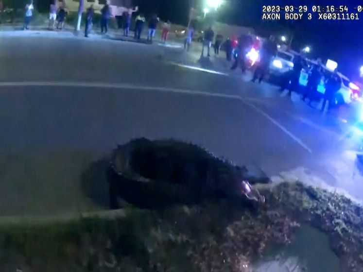 Bodycambeelden tonen hoe agent op alligator springt in Florida