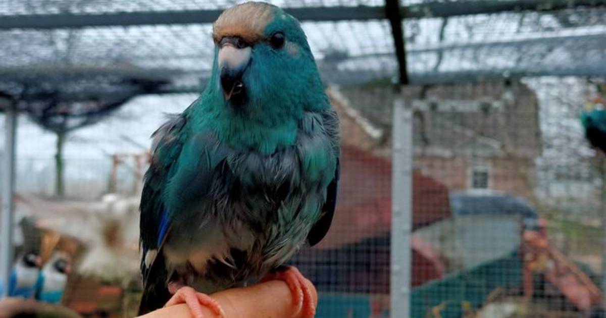 Kleurrijke vogels waaien tijdens storm uit kapotte volière in Eck en Wiel: ‘Ze maken een heel schatt