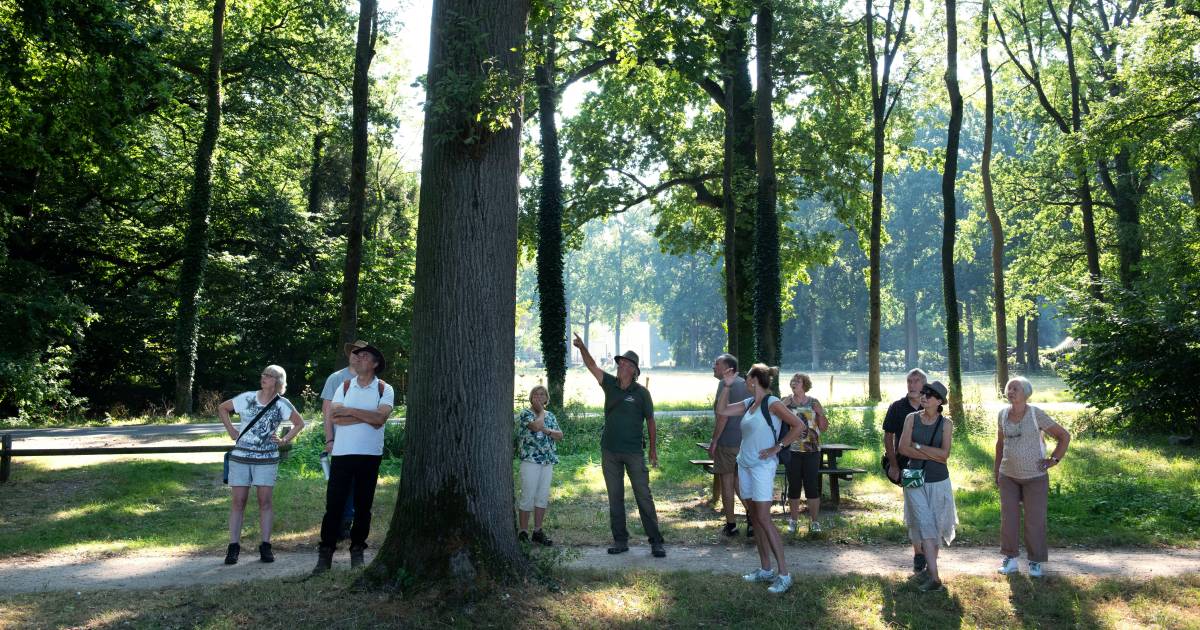Droogte en stikstof krijgen vat op landgoed Neerijnen: ‘Wat groeit en bloeit is nu verschroeid’