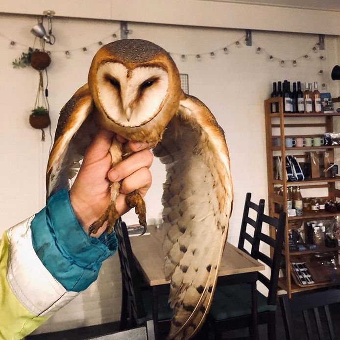 De kerkuil werd gevonden langs de kant van de weg in Ameide en mocht even bijkomen in de Bakplaats, de taartenwinkel van Marjolein van Till.