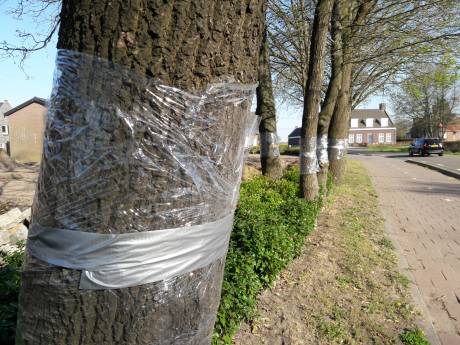 Deinst de eikenprocessierups terug voor plastic? Nee, zegt het kennisplatform