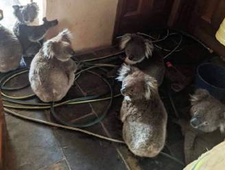 Foto van koala’s die na hun redding bekomen in woning, laat niemand onberoerd