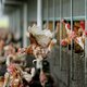 Vogelgriep op groot pluimveebedrijf Flevoland