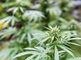 Nieuw-Zeeland organiseert referendum over legalisering cannabis