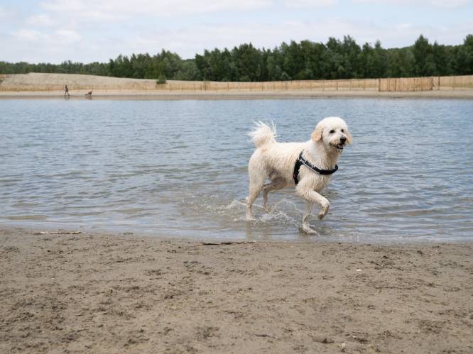 Honden kunnen voortaan lustig zwemmen op Linkeroever: twee hondenzwemvijvers ingehuldigd