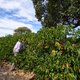 Braziliaanse koffietelers lijden onder droogte