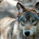 Twee wolven ontsnapt en weer gevangen in DierenPark Amersfoort