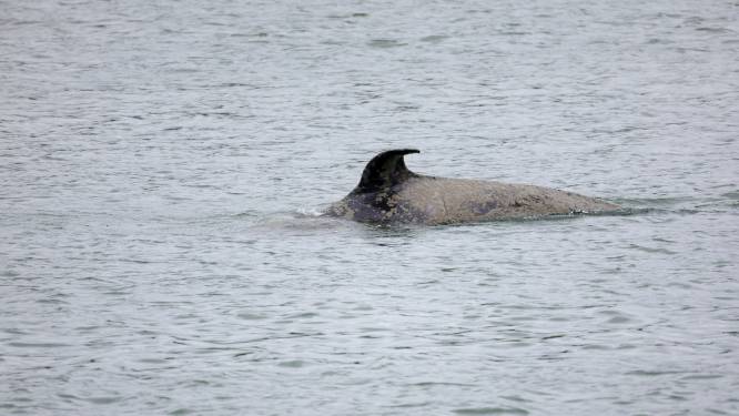 Verdwaalde orka in Seine had kogel in haar kop, aanklacht Sea Shepherd bij justitie