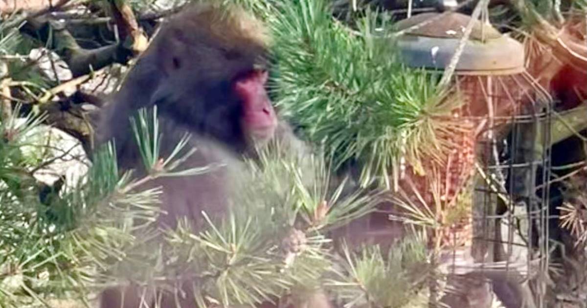Monkey escapes from Scottish Zoo and is still on the run the next day |  the animals